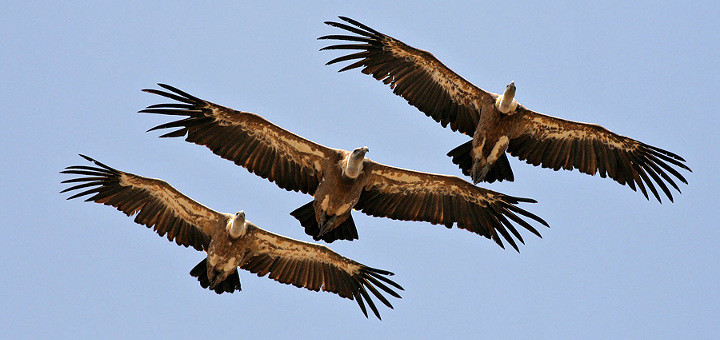 Sui corsi OSS autofinanziati scendono in campo gli avvoltoi